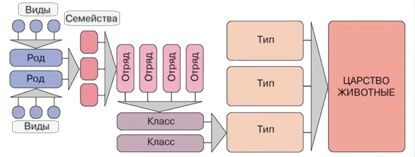 Схема классификации животных