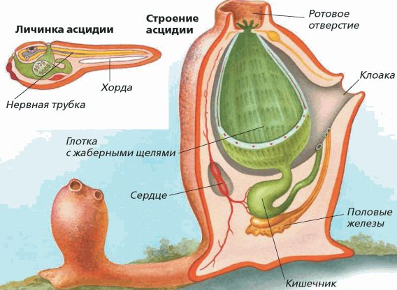 Оболочники. Строние асцидии