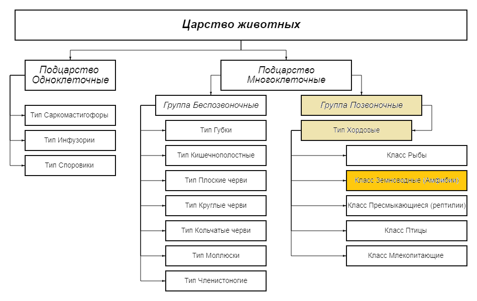 Положение в классификации животных: Тип Хордовые, классы
