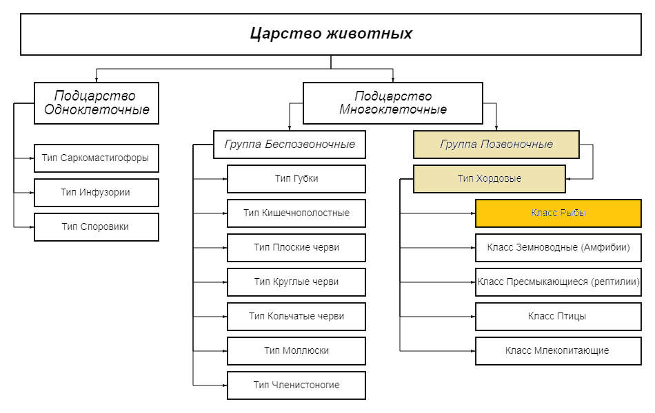 Тип Хордовые.Надкласс Рыбы