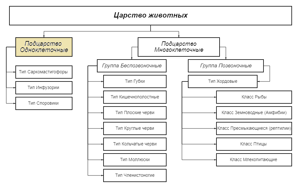 Классификация животных. Царство животных. Подцарство Одноклеточные