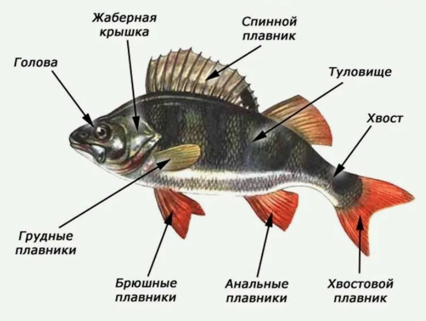 Внешнее строение рыб