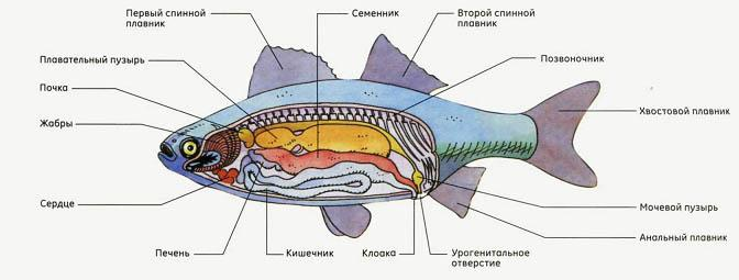 Внутреннее строение рыб