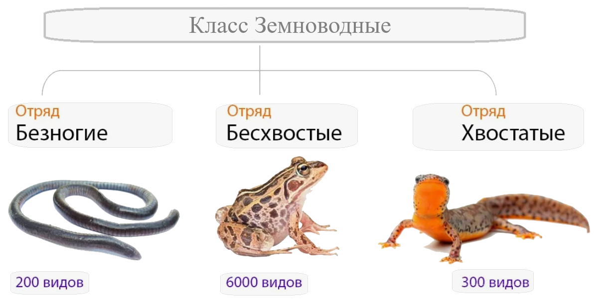 Классификация Земноводных