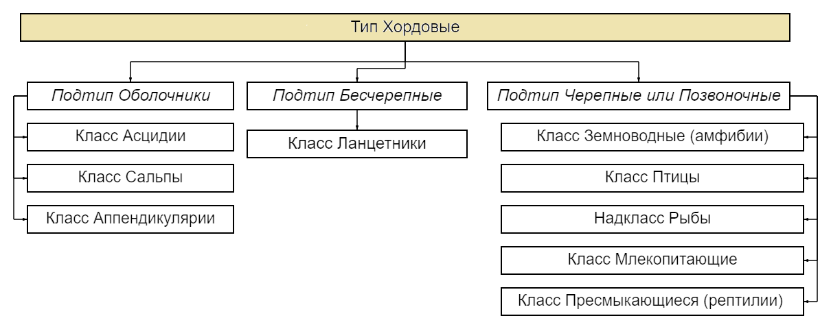Тип Хордовые. Подтипы и Классы