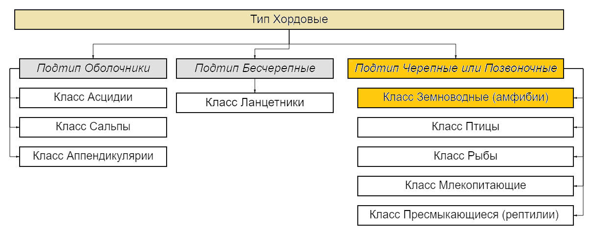 Класс Земноводные (Амфибии)
