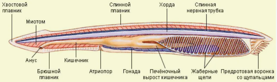 Тип Хордовые. Подтип Бесчерепные. Строение ланцетника