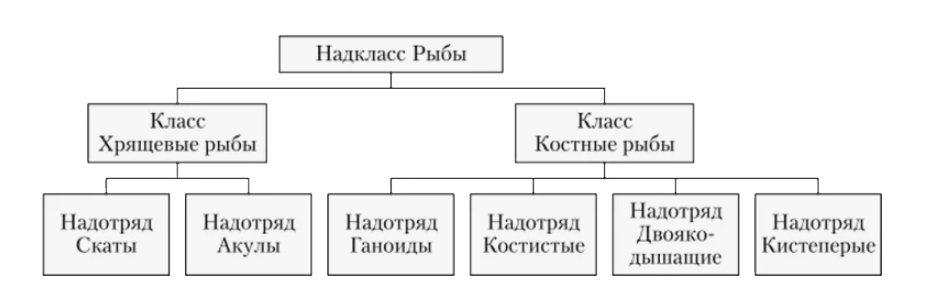 Классификация рыб