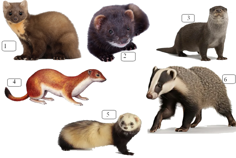 Куньи