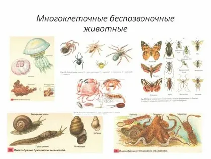 Группа Беспозвоночные