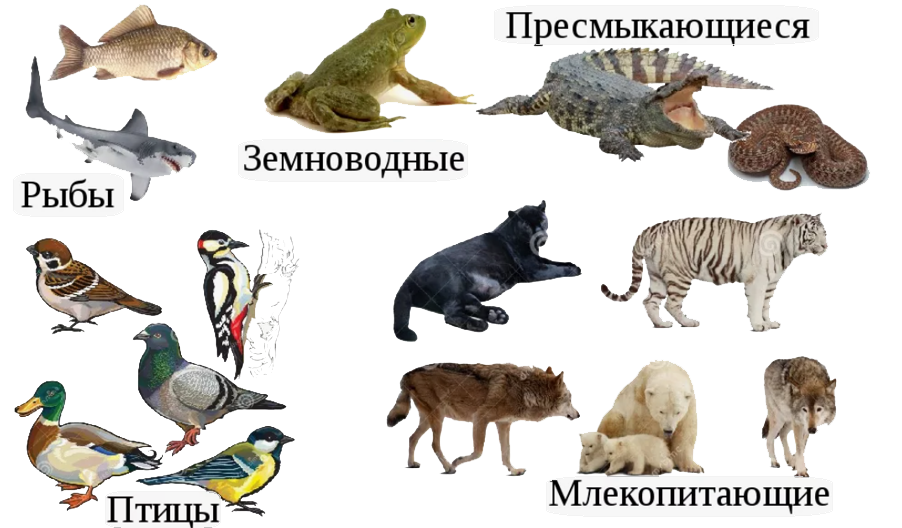Группа Позвоночные