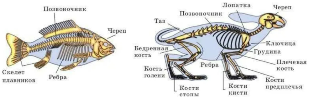 Тип Хордовые. Позвоночные. Строение