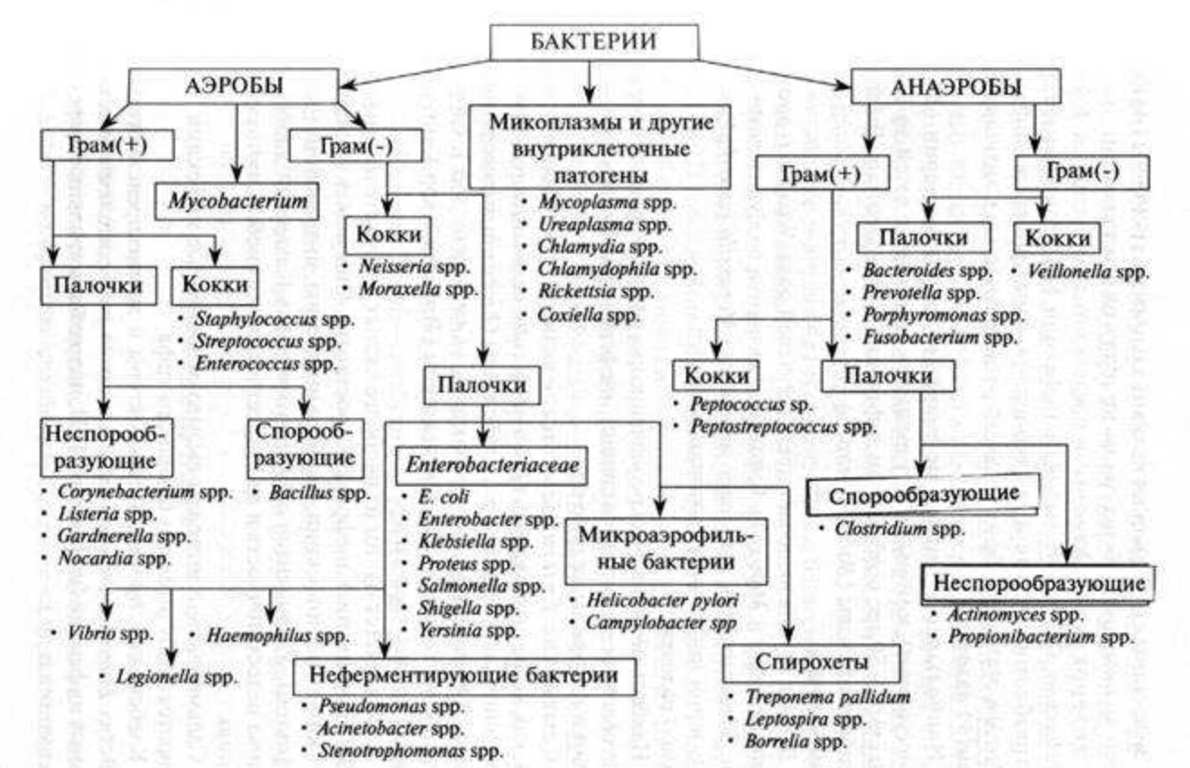 Классификация бактерий