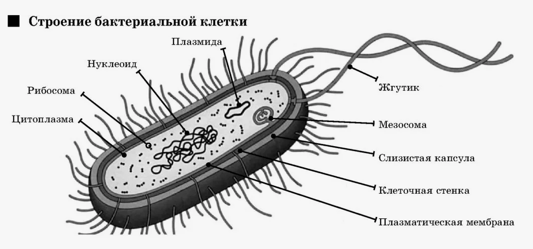 Строение бактерий