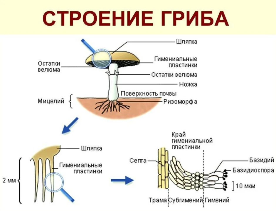 Строение гриба