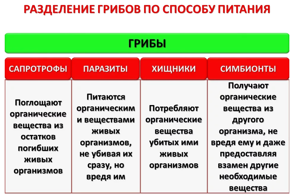 Грибы. Виды