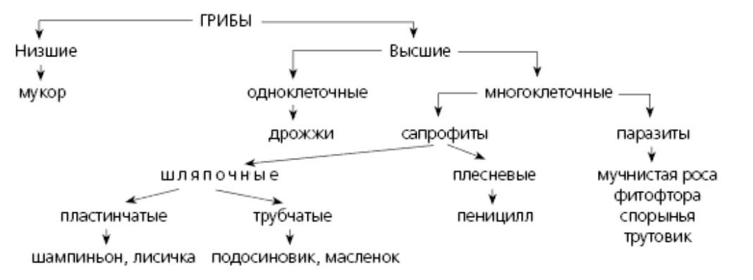 Классификация грибов