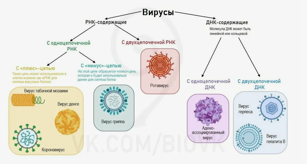 Классификация вирусов
