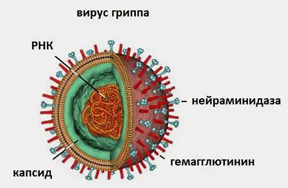 Вирус гриппа