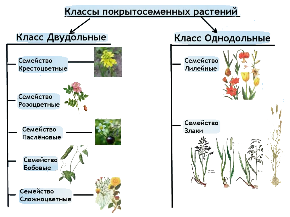 Классы покрытосеменных растений