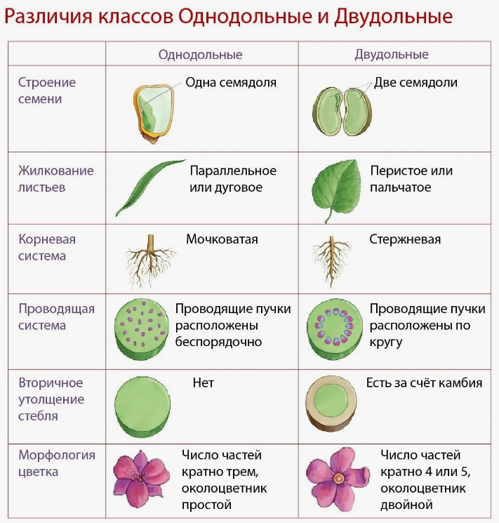Различия классов Однодольные и Двудольные