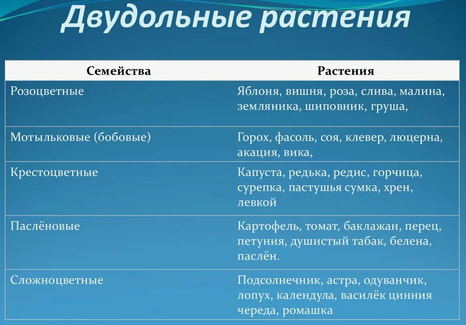 Семейства Виды двудольных растений