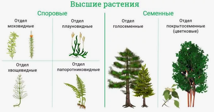 Отделы растений