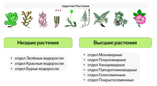 Подцарства растений