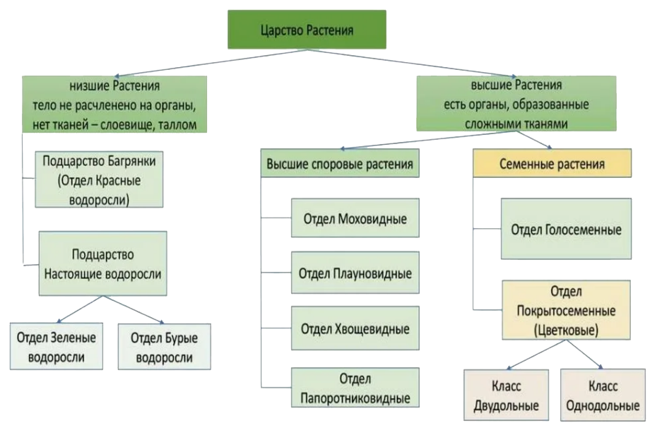 Классификация растений